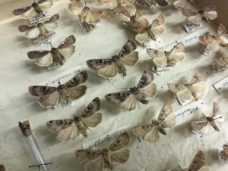 Энтомологическая выставка «Удивительный мир насекомых»