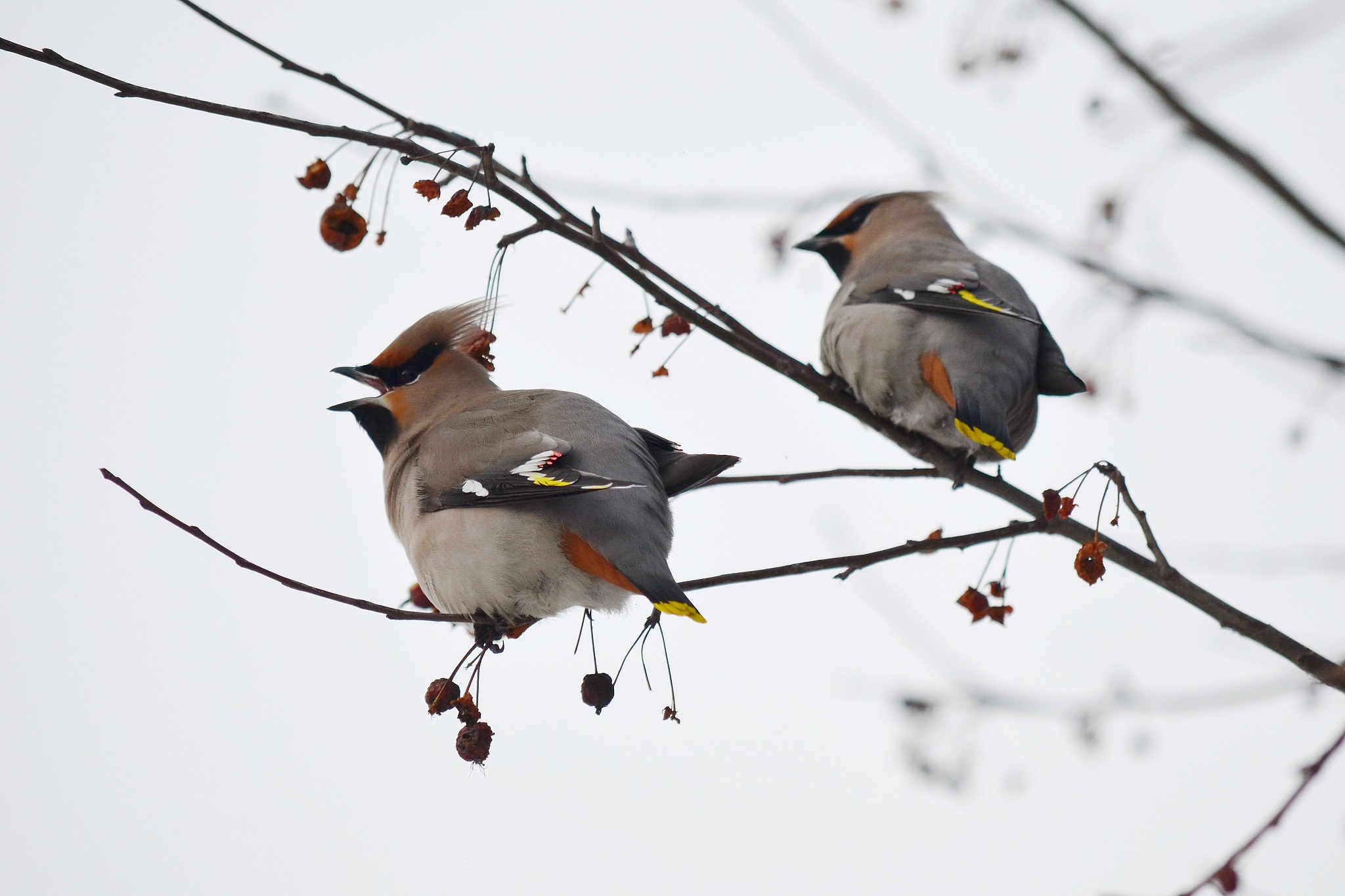 щур птица. птицы которые питаются семенами. птица которая питается семенами шишек. птицы выводят птенцов зимой. клест выводит птенцов зимой.