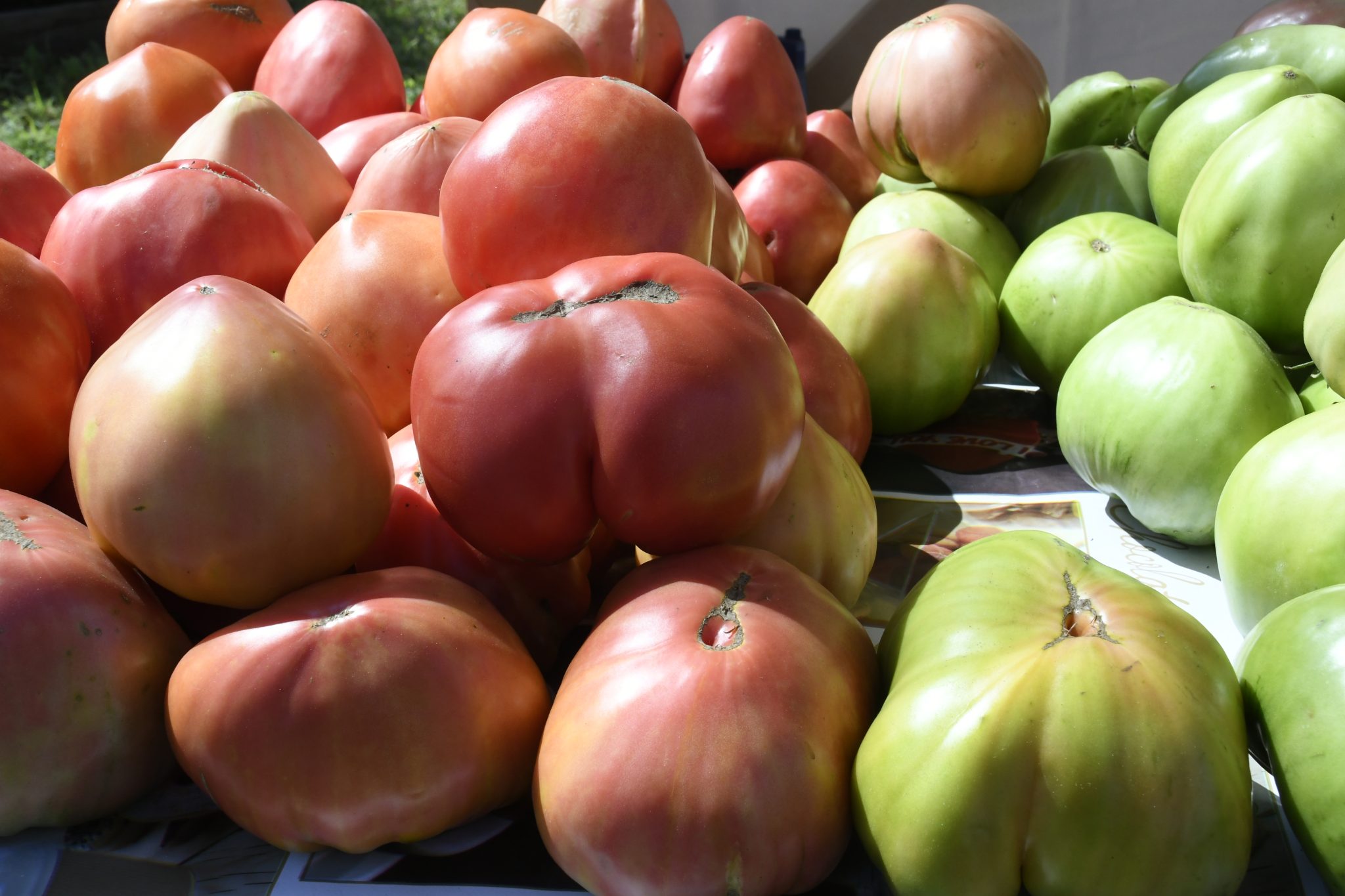 Ярмарка минусинск. Сызранский помидор фестиваль. Минусинский помидор 2020 победитель. Ярмарка минусинск. Ярмарка минусинск.